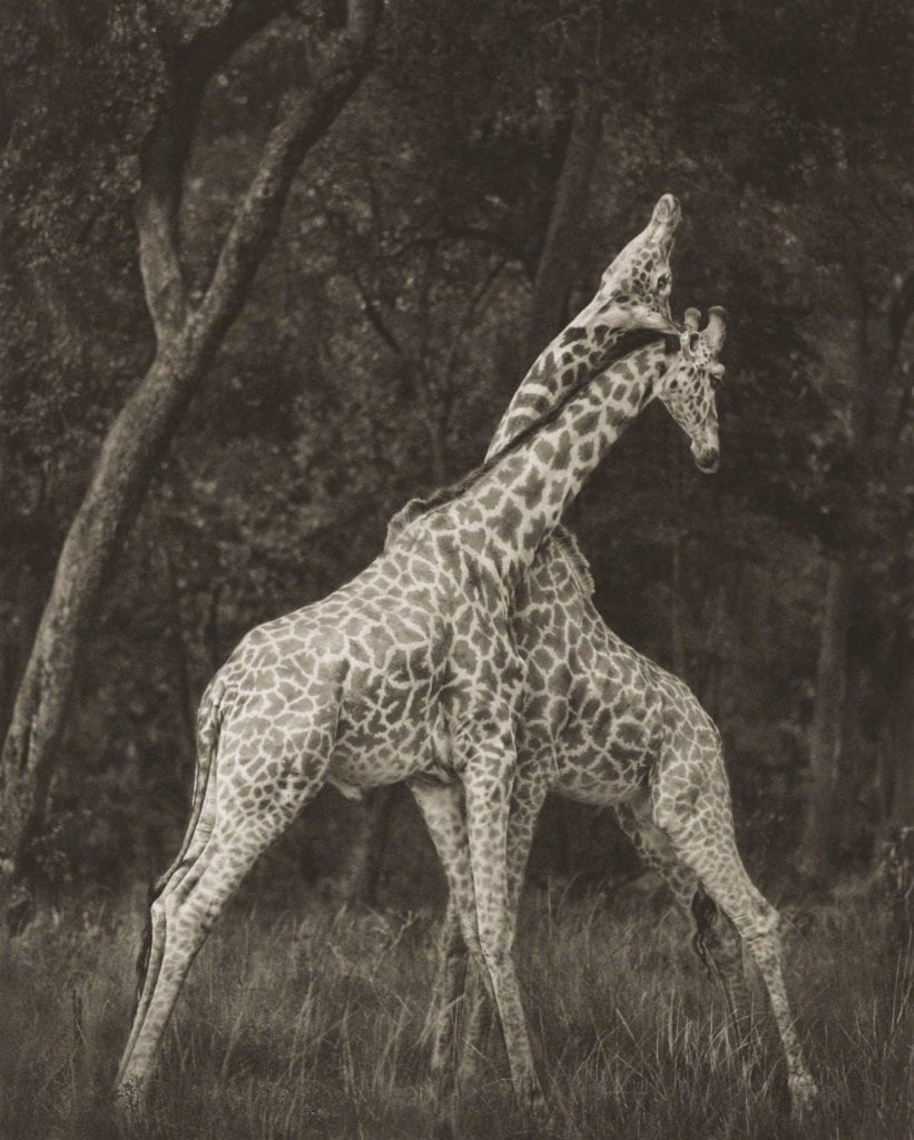 Nick Brandt, Giraffes Battling In Forest, Maasai Mara