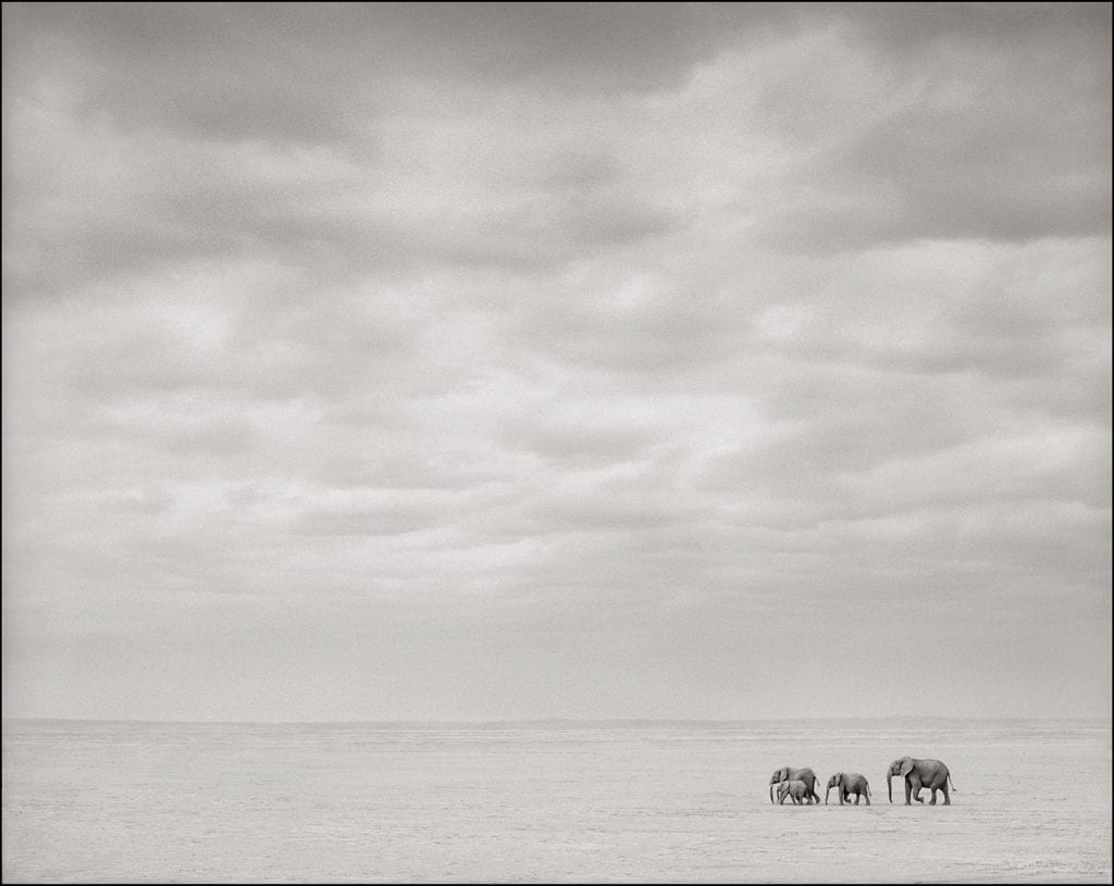 Nick Brandt, Elephants Alone On Lake Bed, Amboseli