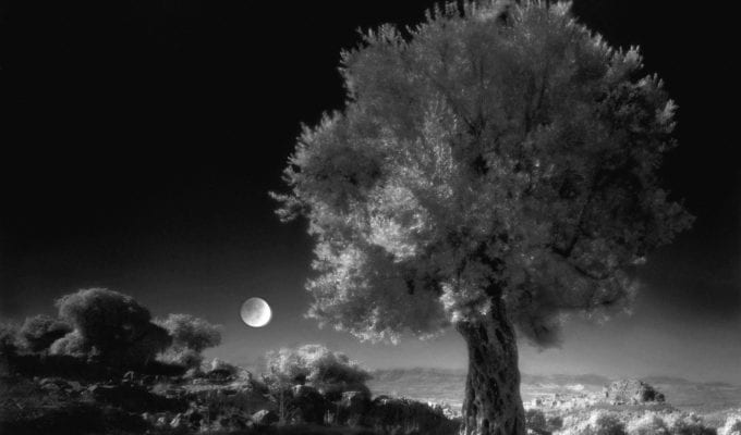 Neil Folberg, Olive Tree, 1997, Archival Pigment Photograph