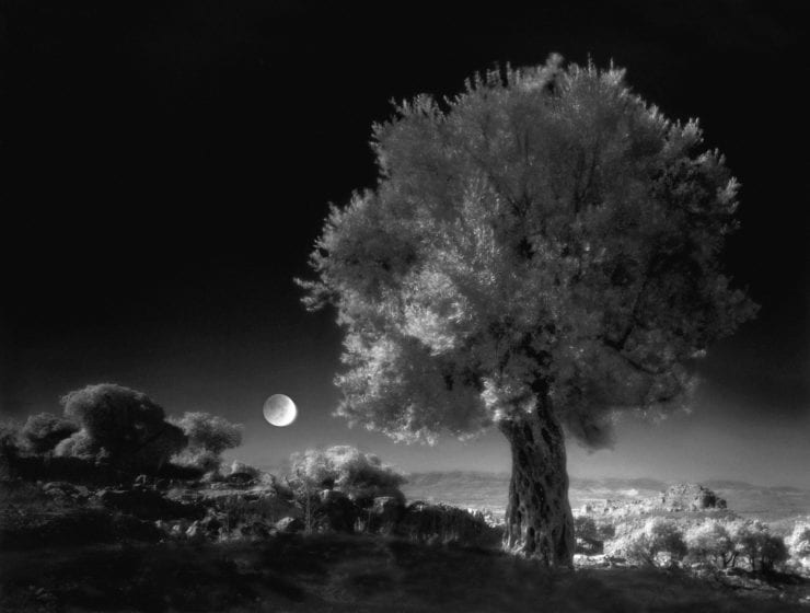 Neil Folberg, Olive Tree, 1997, Archival Pigment Photograph