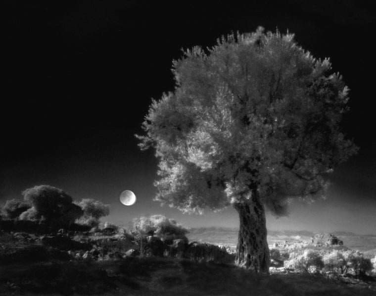 Neil Folberg, Olive Tree, 1997, Archival Pigment Photograph