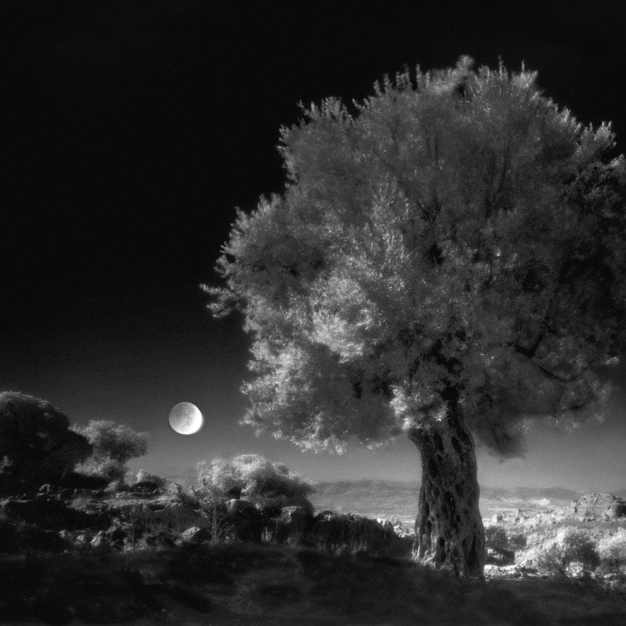 Neil Folberg, Olive Tree, 1997, Archival Pigment Photograph