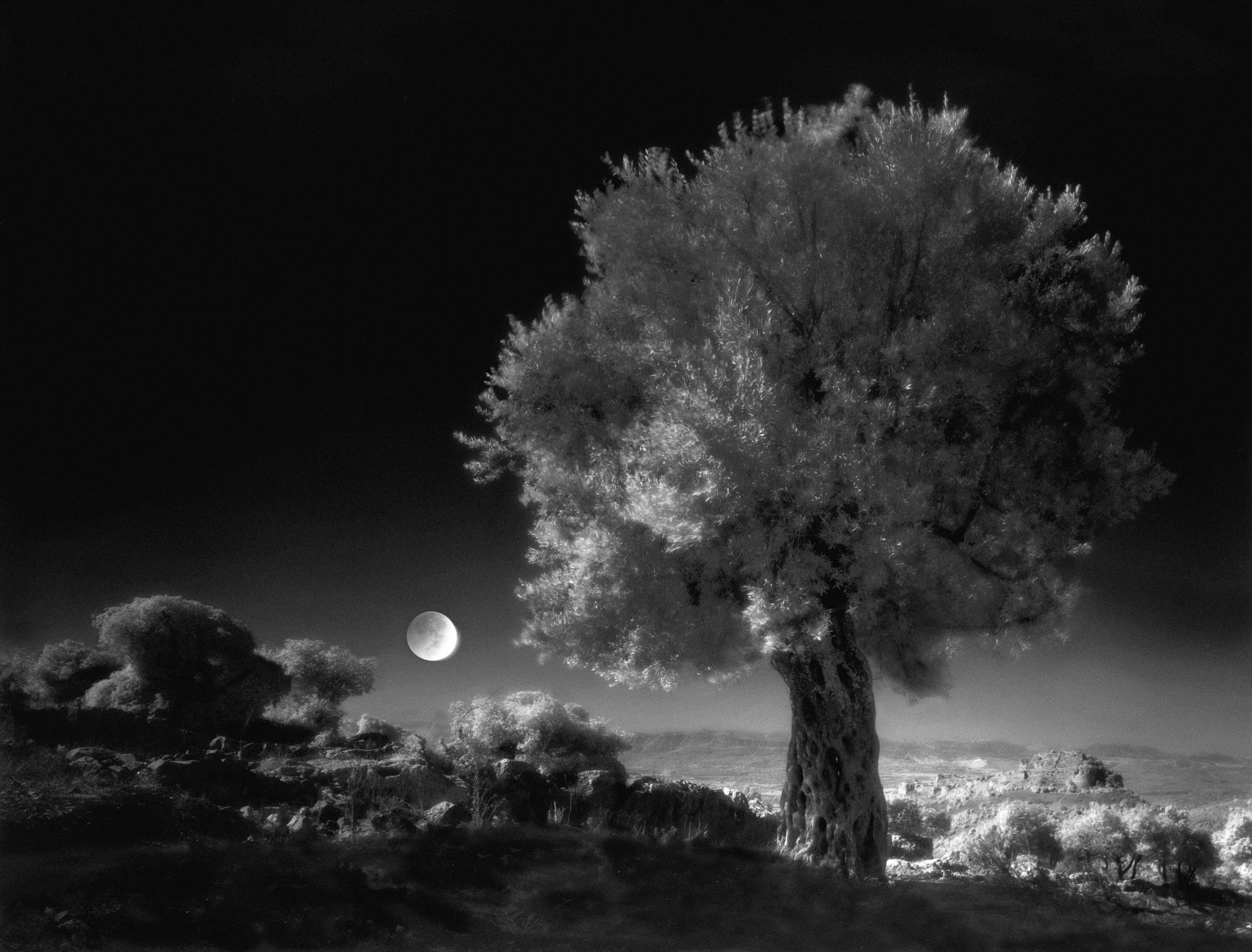 Neil Folberg, Olive Tree, 1997, Archival Pigment Photograph