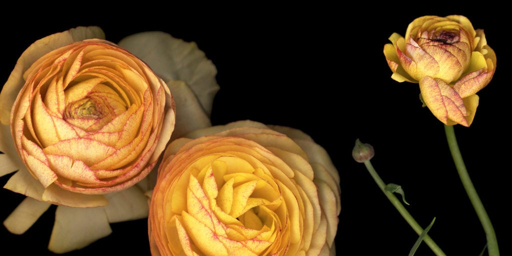 Joyce Tenneson, Roses