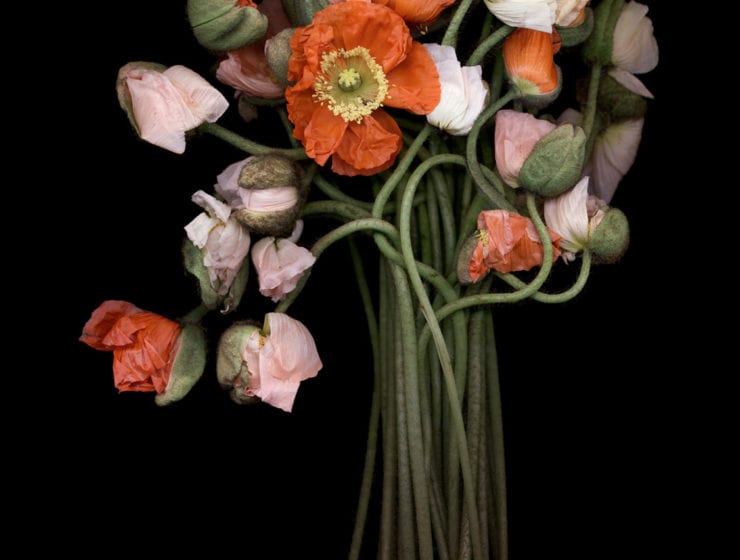 Joyce Tenneson, Poppy Bouquet