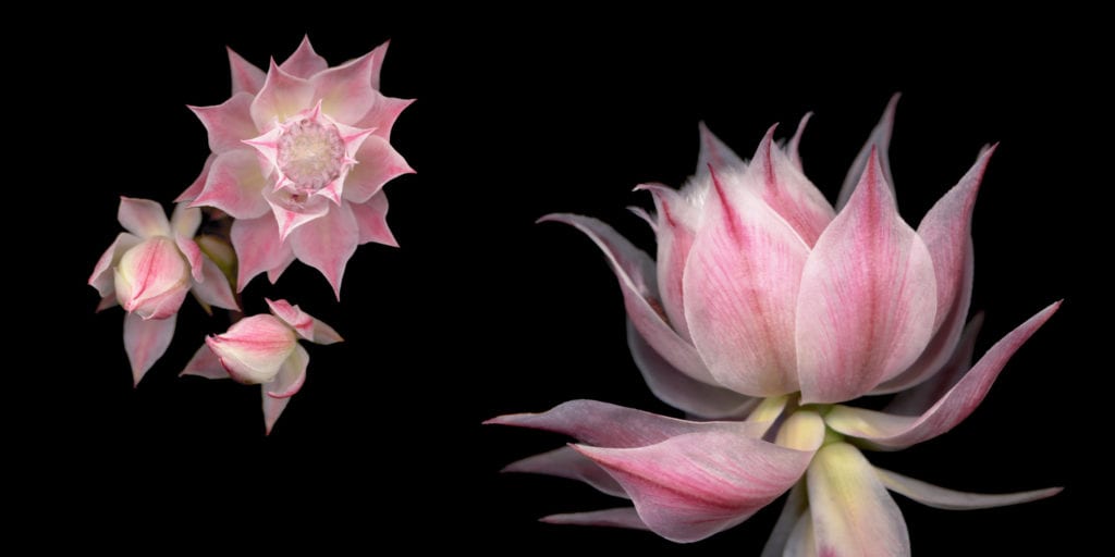 Joyce Tenneson, Blushing Bride Pink Color, 2010, Archival pigment photograph