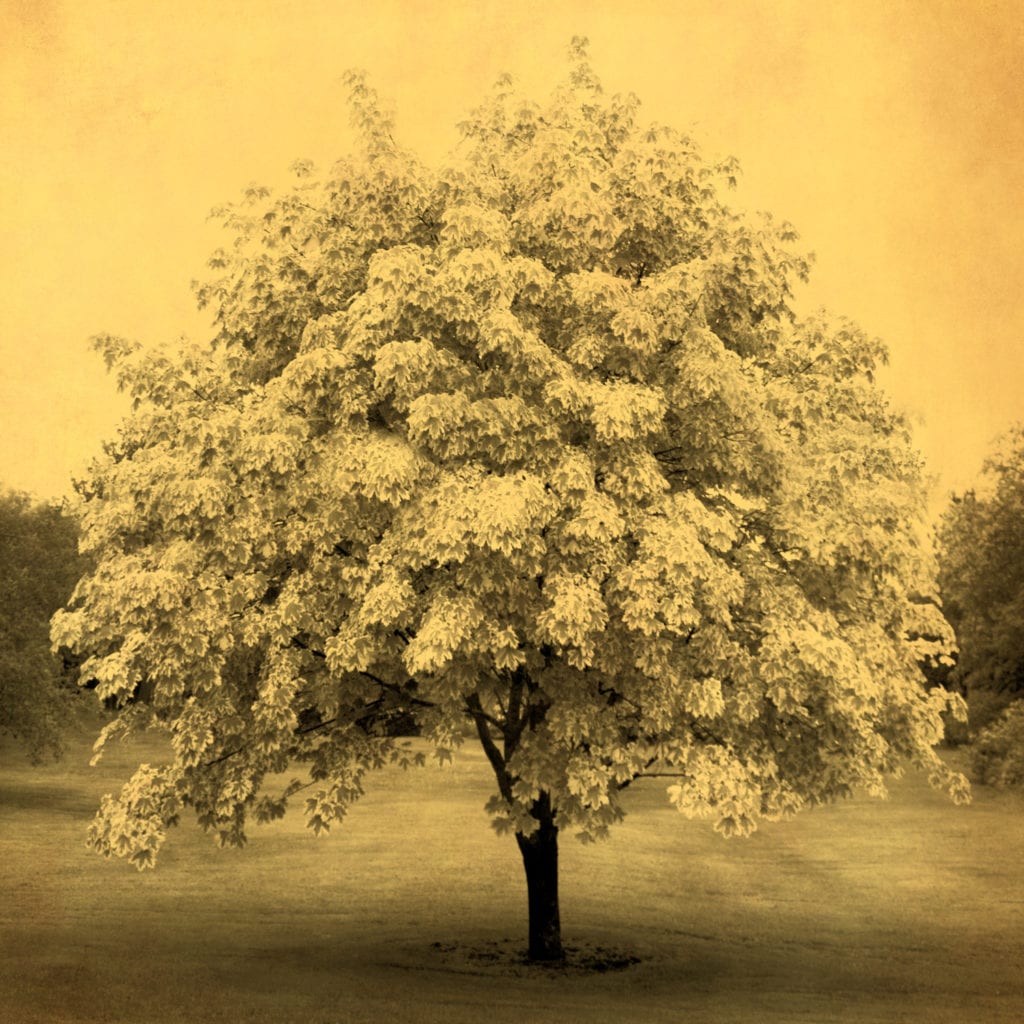 Joyce Tenneson, Blooming Tree, 2011, Infused dyes sublimated on aluminum