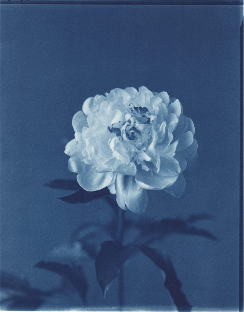 John Dugdale, Peonia