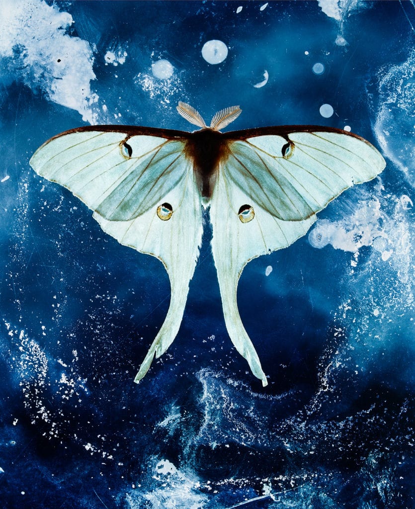 Jo Whaley, Luna Light