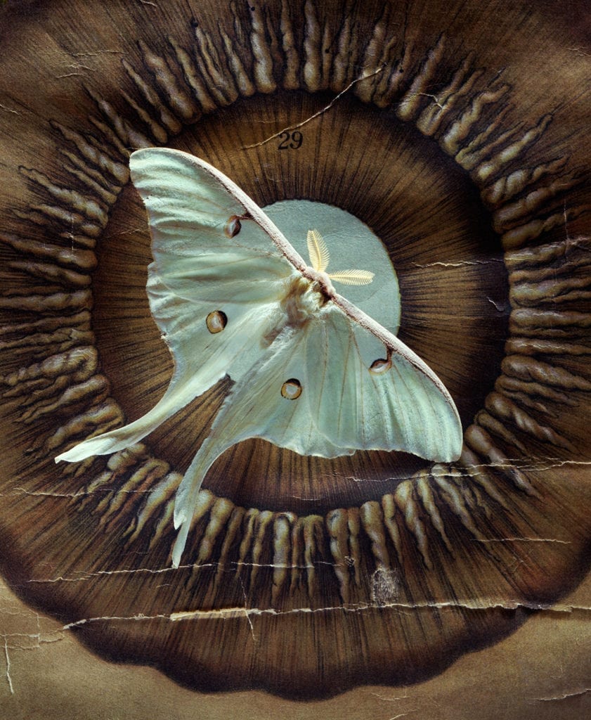 Jo Whaley, Iris Tropea Luna