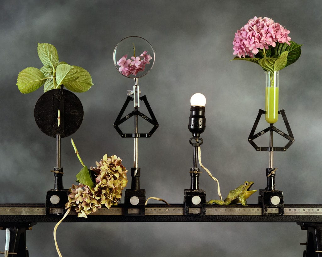 Jo Whaley, How Hydrangeas Turn Green