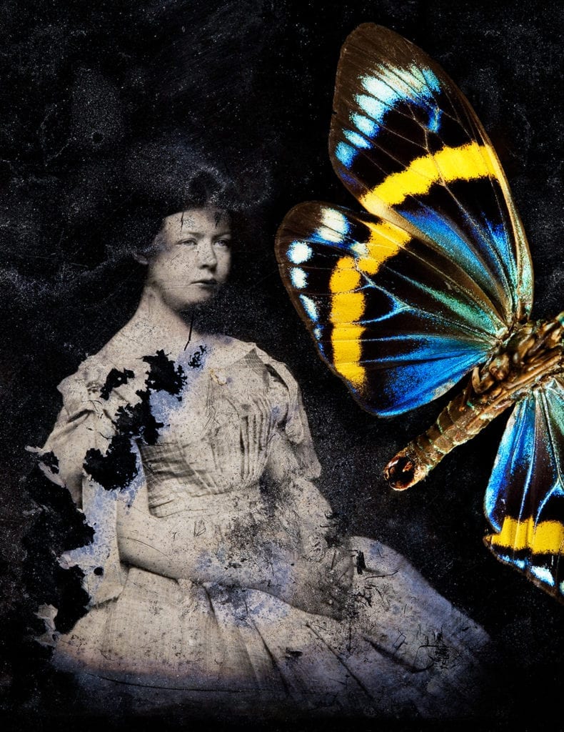 Jo Whaley, Heliconiidae: Heliconius