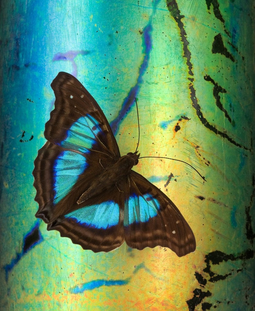 Jo Whaley, Doxocopa Cherubina, 2008, Archival Pigment Photograph