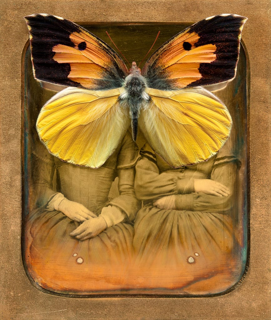Jo Whaley, Colias Eurydice, 2008, Archival Pigment Photograph