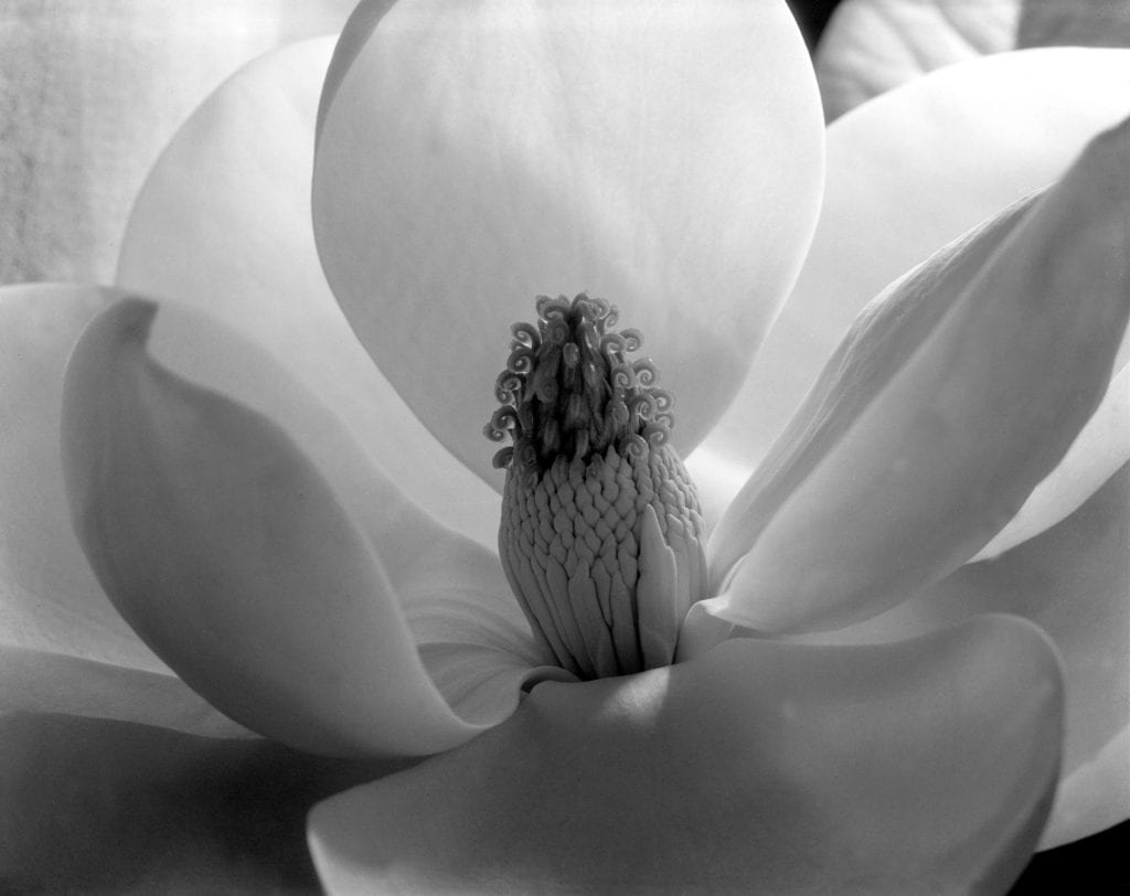 Imogen Cunningham, Magnolia Blossom, Tower of Jewels