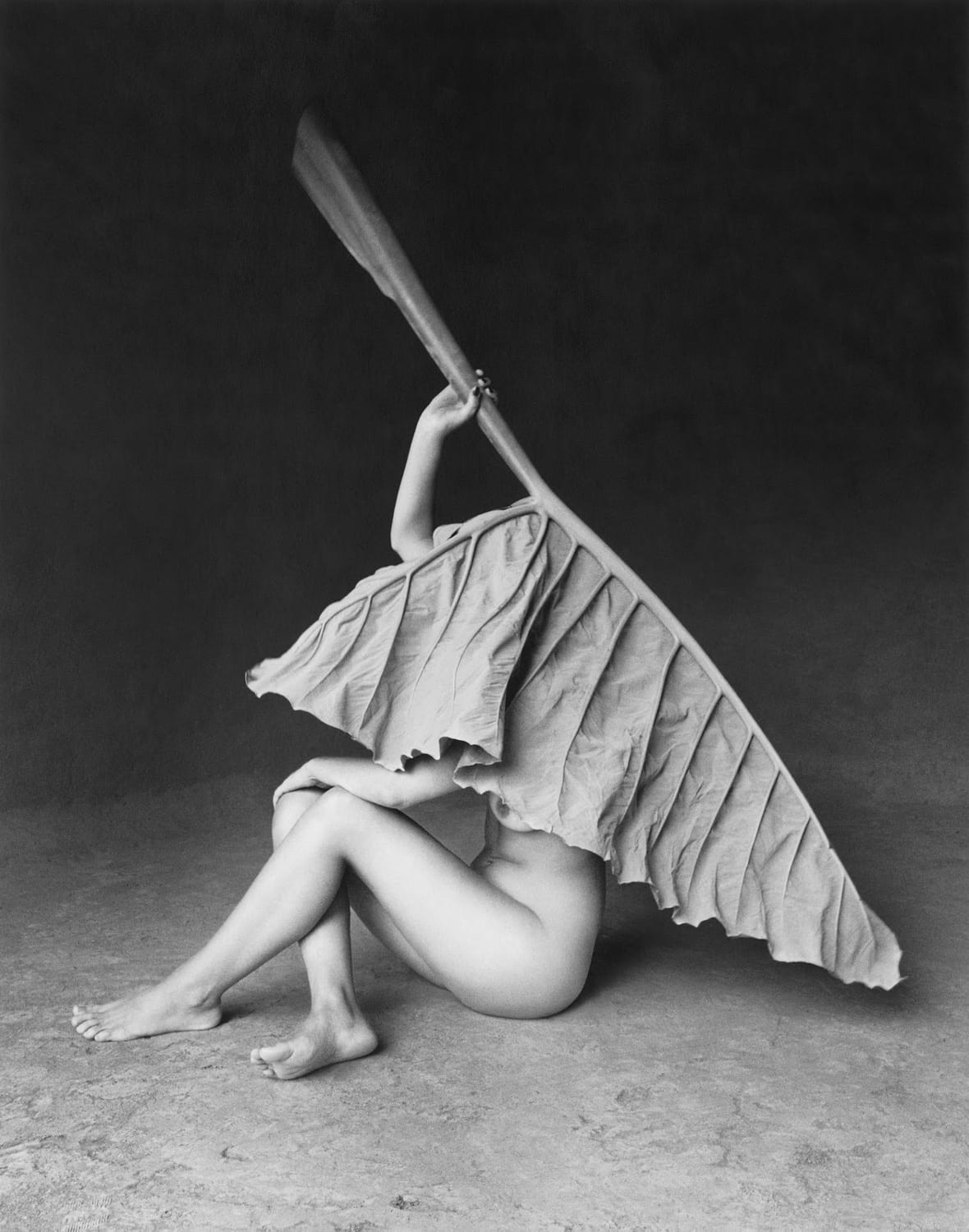 Flor Garduno Hoja Elegante Mexico