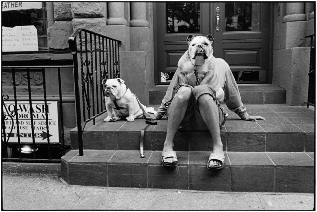 Elliott Erwitt, New York City, 2000 (Bulldogs)