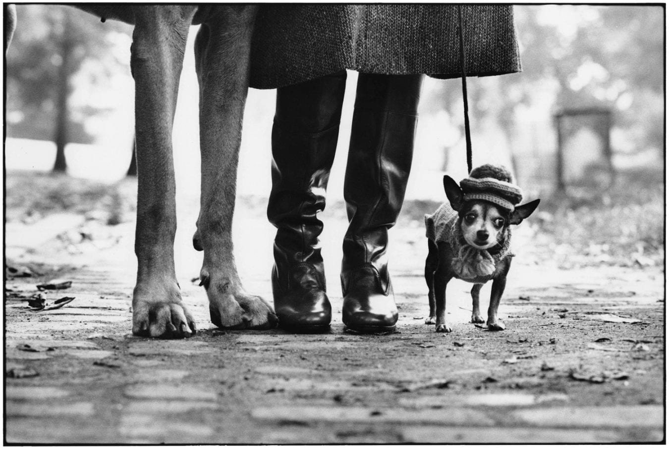 Elliott Erwitt: Dogs