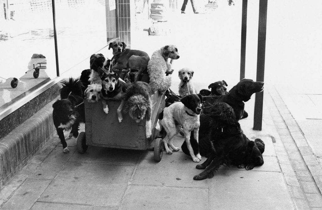 Elliott Erwitt, London, England 1974