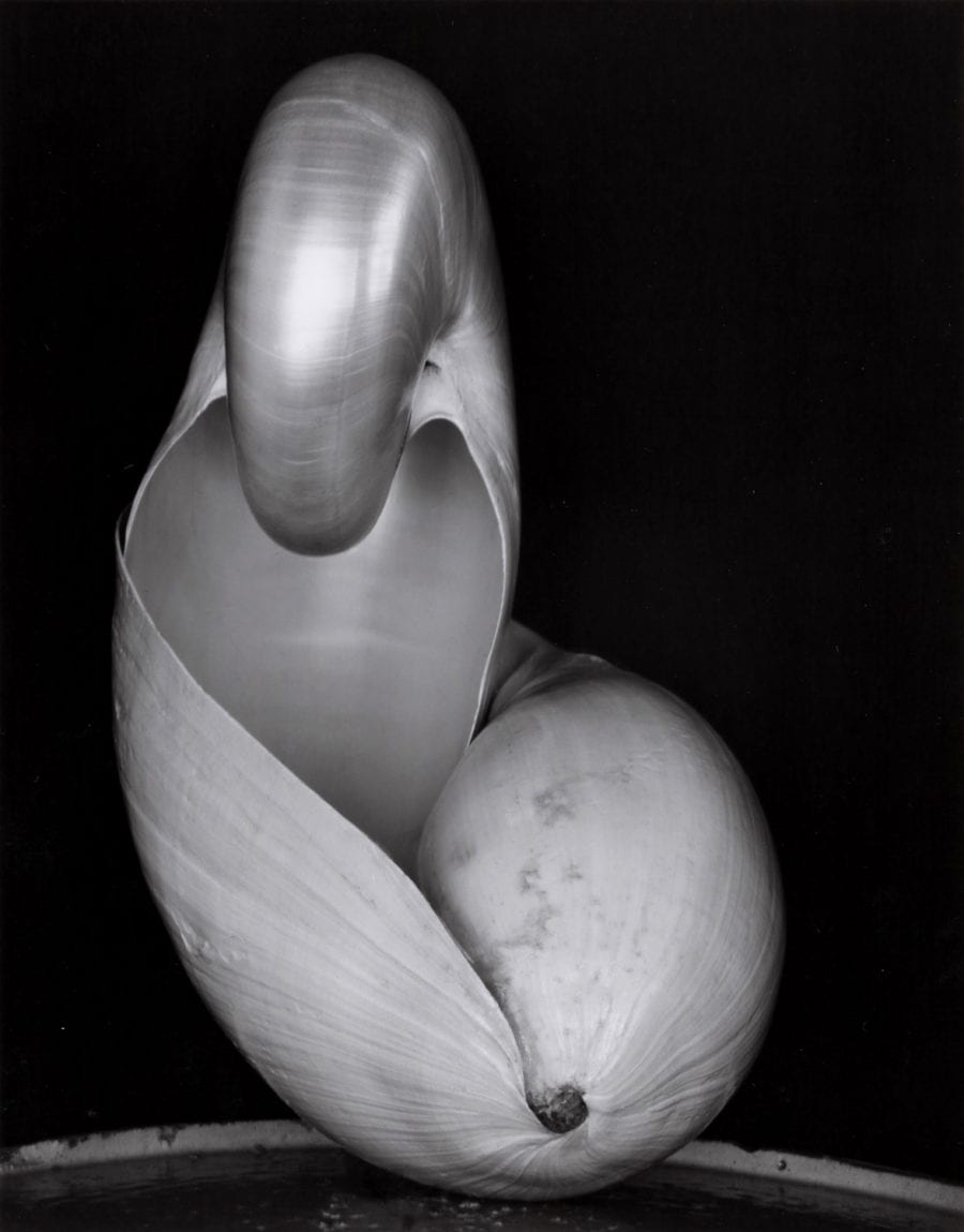 Edward Weston's Shells Holden Luntz Gallery