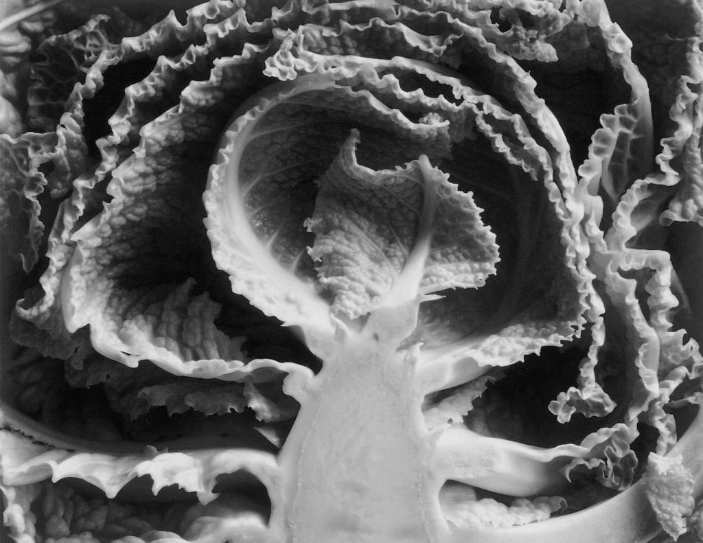 Edward Weston, Kale Halved