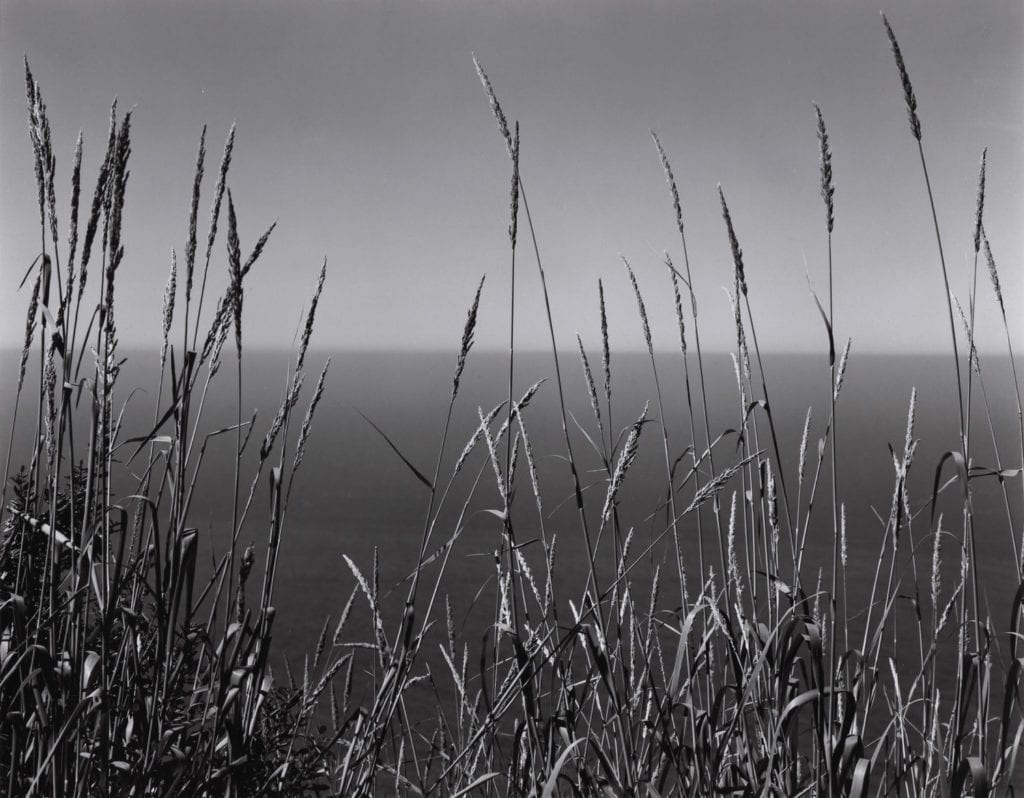 Edward Weston, Grass and Sea, Big Sur