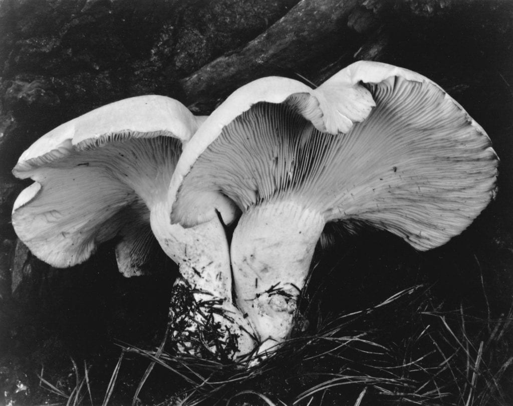 Edward Weston, Fungus