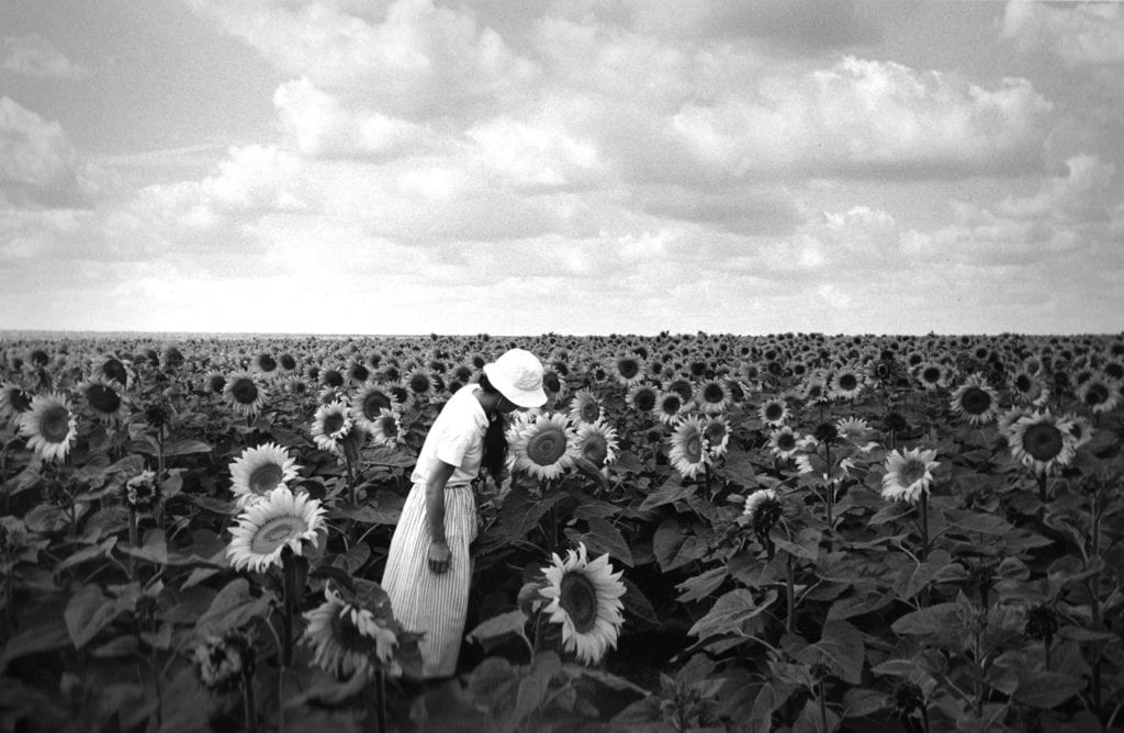 Edouard Boubat, Tournesols