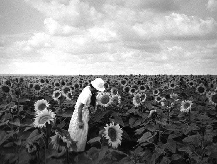 Edouard Boubat, Tournesols