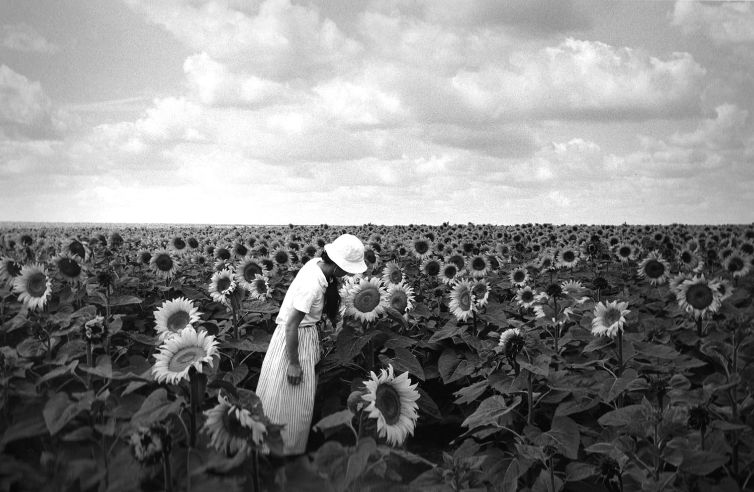 Edouard Boubat, Tournesols