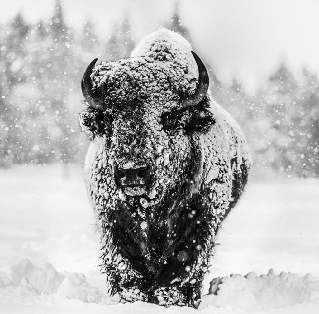 David Yarrow, Winter's Coming, Yellowstone National Park, Wyoming, USA