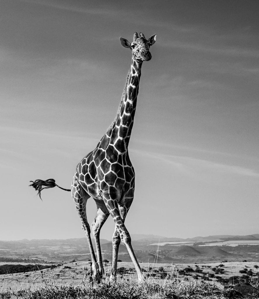 David Yarrow, Tiny Dancer, 2019, Archival Pigment Photograph