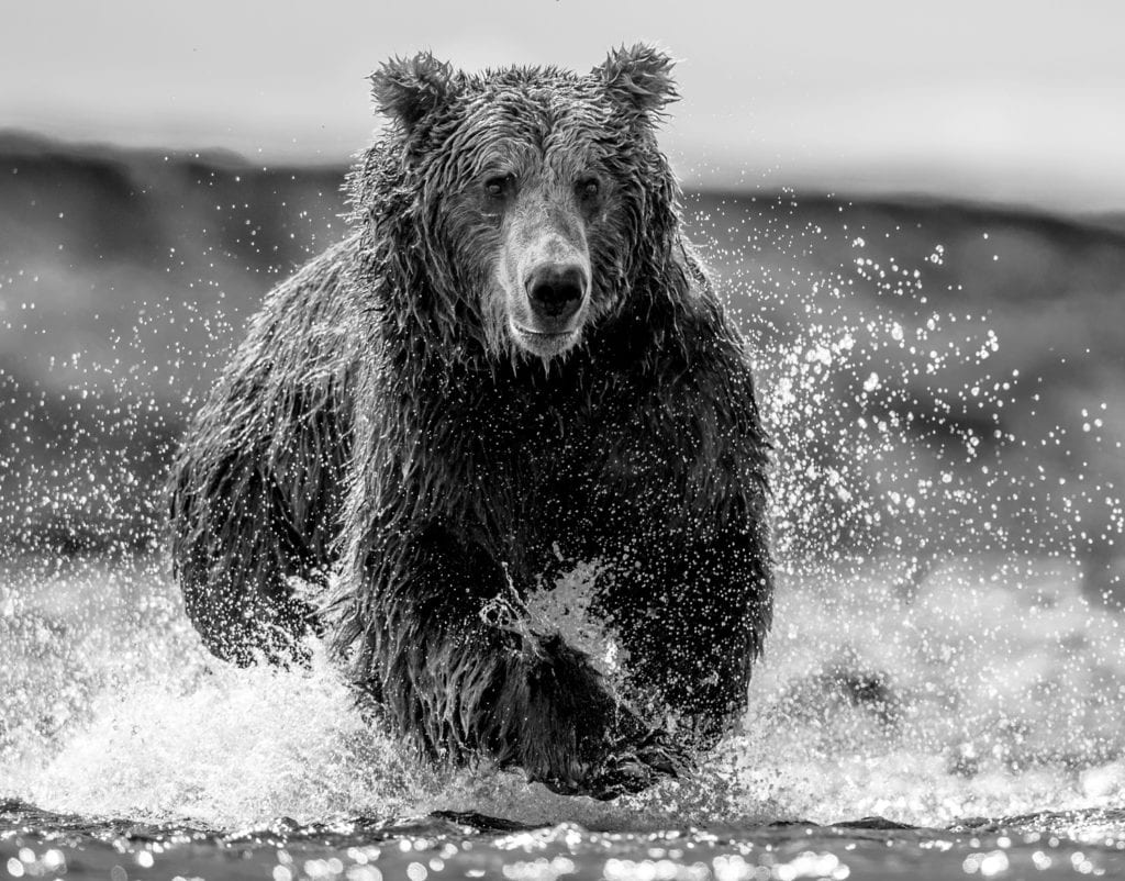 David Yarrow, The Happy Bear