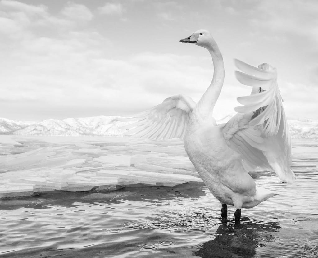 David Yarrow, Swan Lake, Lake Kussharo, Japan, 2017, Archival pigment photograph