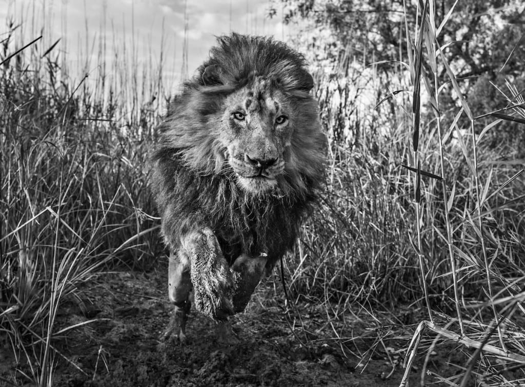 David Yarrow, Gold, South Africa