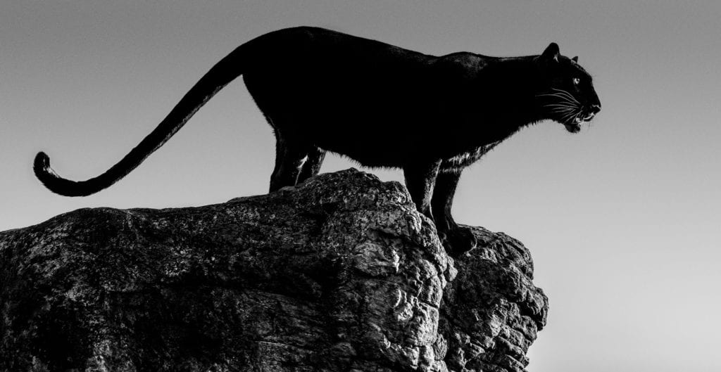 David Yarrow, Black Cat, 2019, Archival Pigment Photograph