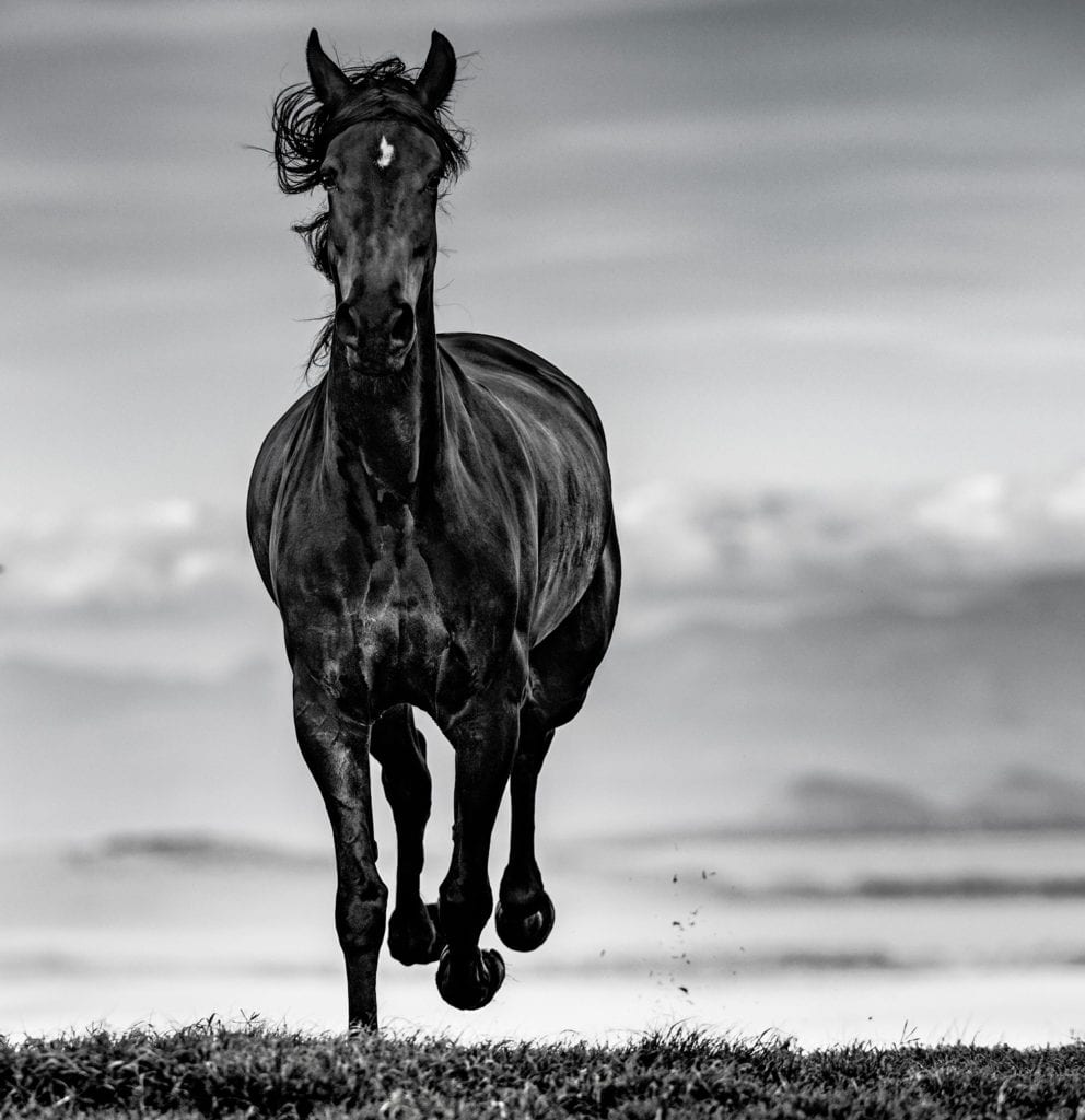 David Yarrow, Black Beauty