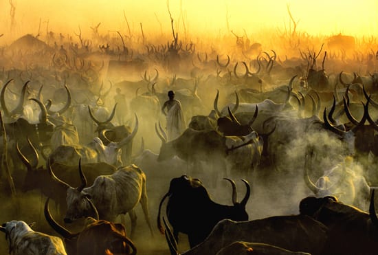 Carol Beckwith & Angela Fisher, Dinka Cattle Camp at Sunset, South Sudan