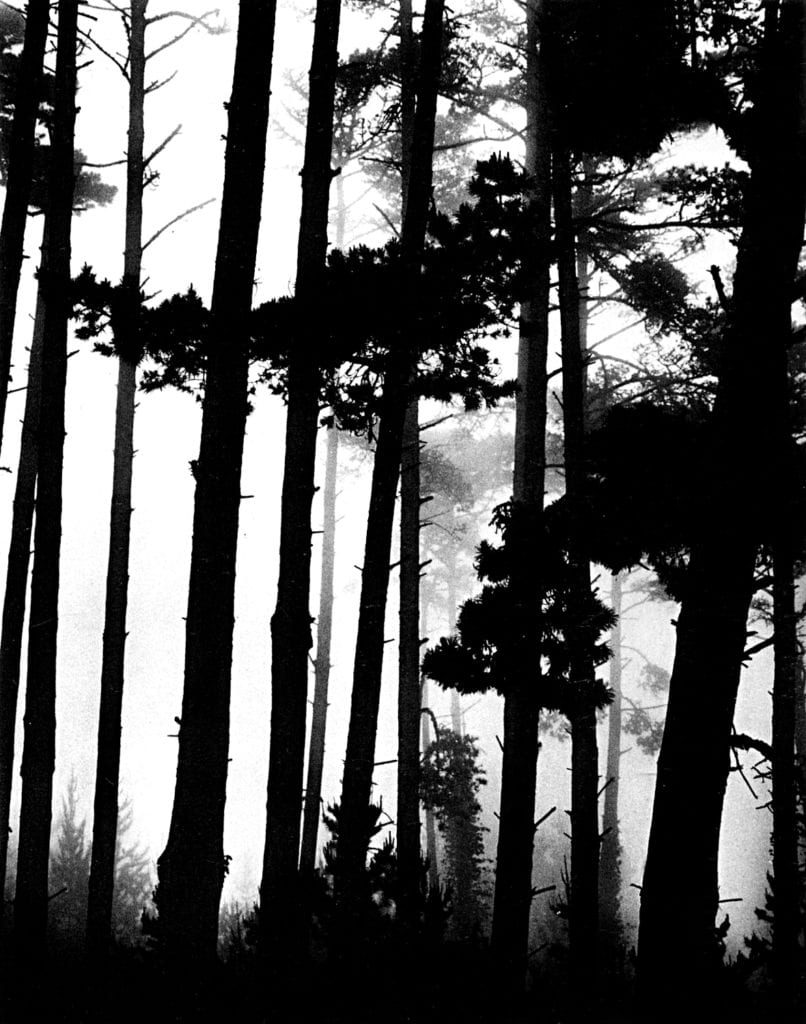 Brett Weston, Pines in Fog, Monterey