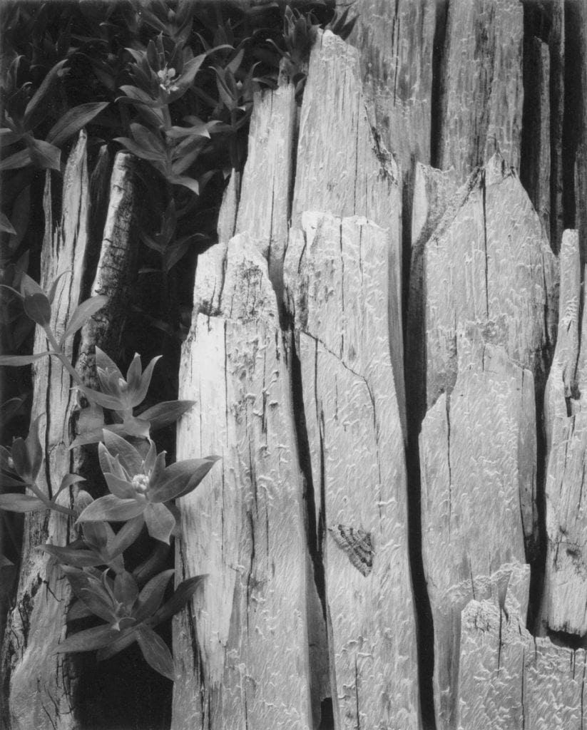 Ansel Adams, Moth and Stump, Interglacial Forest, 1950, Silver Gelatin Photograph