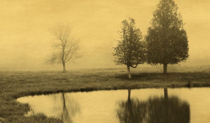 Joyce Tenneson, Trees and Reflection