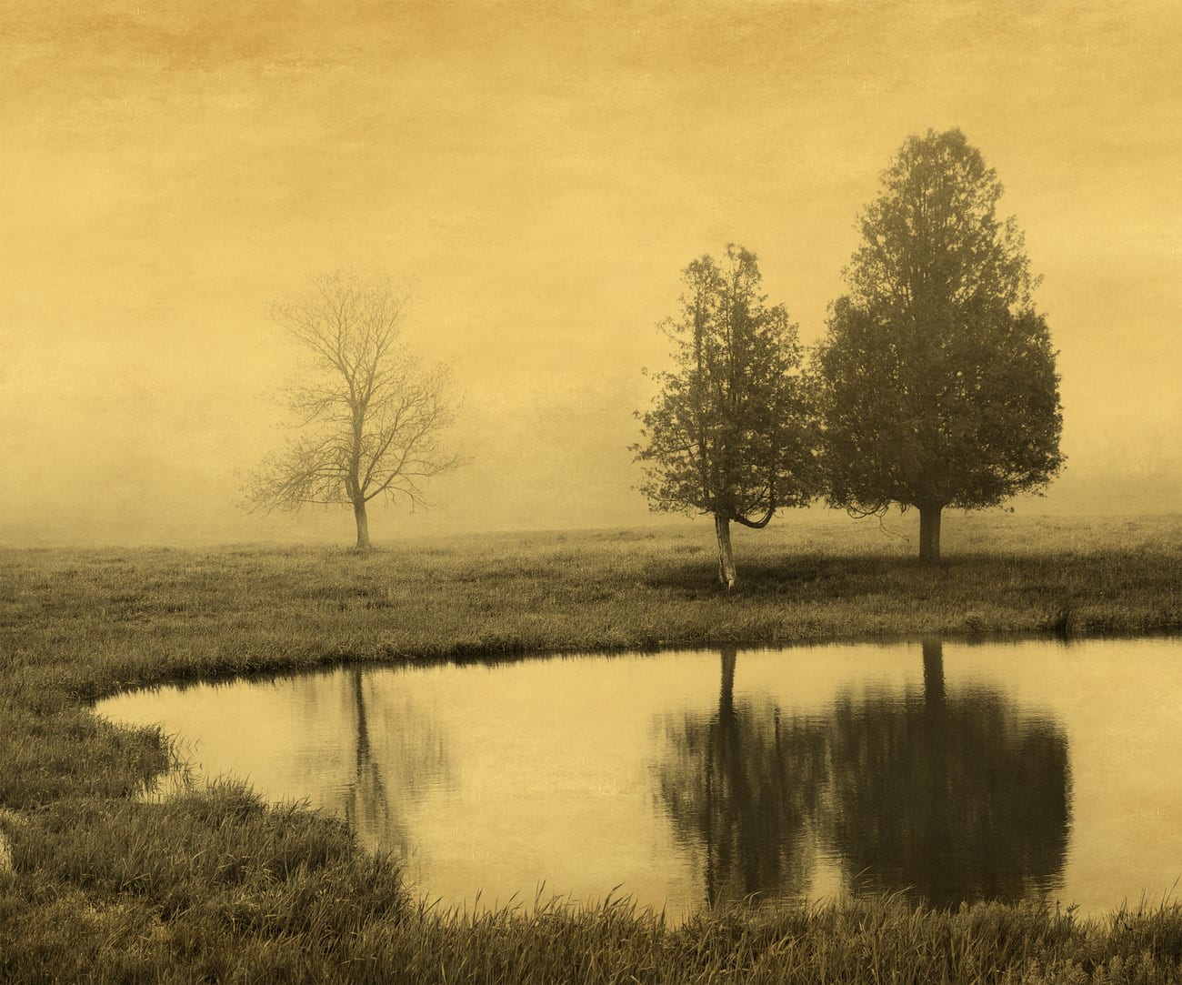 Joyce Tenneson, Trees and Reflection