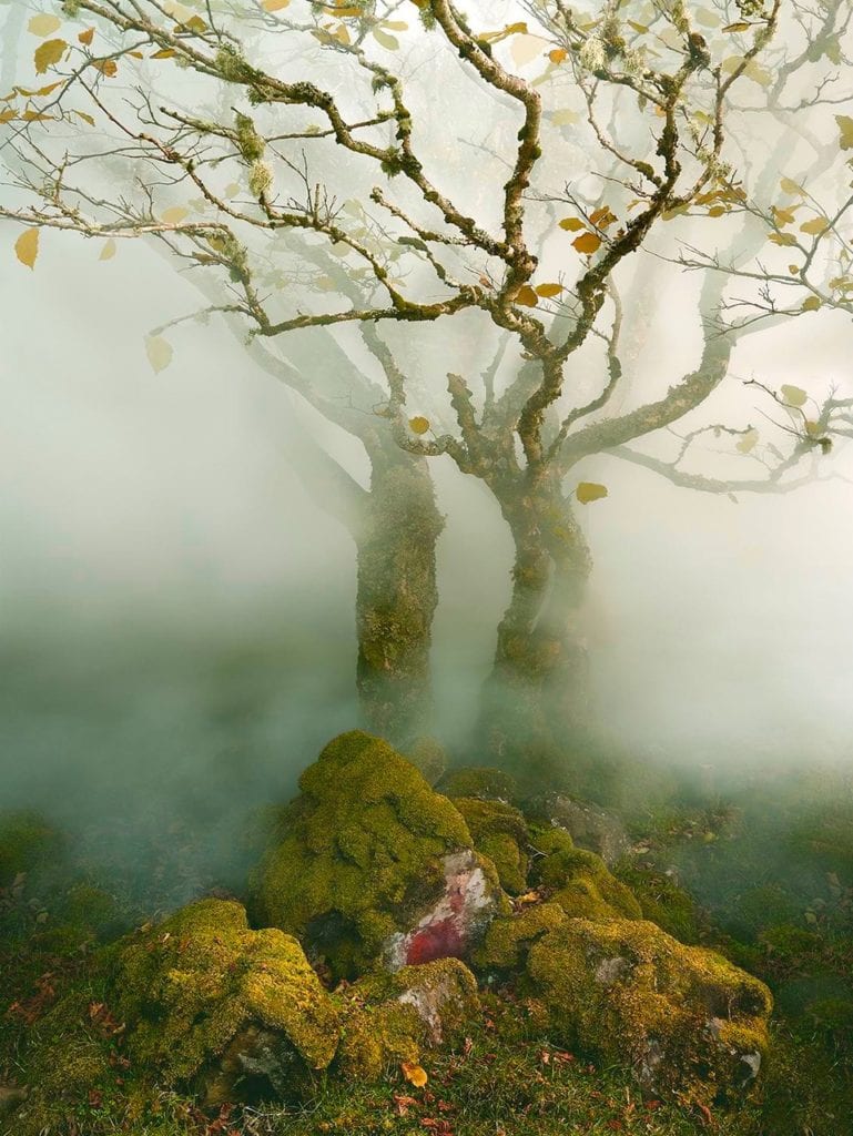 Albert Watson, Tree in Mist, Fairy Glen, Isle of Skye, Scotland