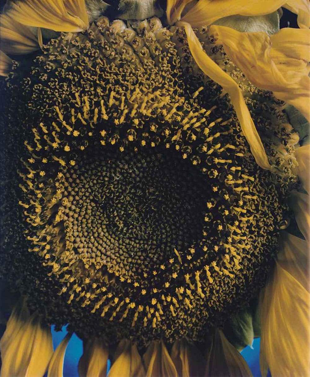 Chuck Close, Sunflower