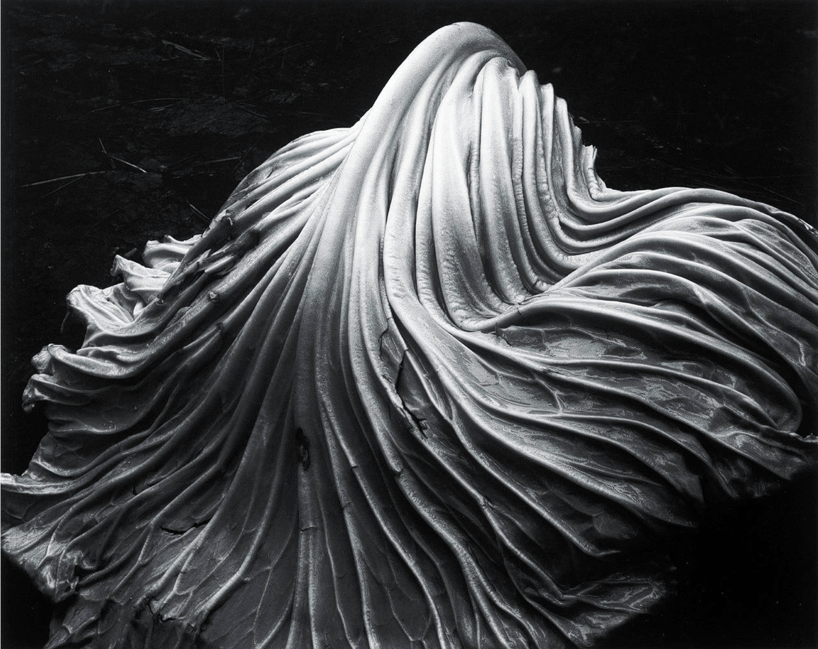 Edward Weston, Cabbage Leaf, 1931, Silver Gelatin Photograph