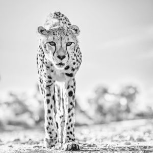 David Yarrow, Hot Legs 2