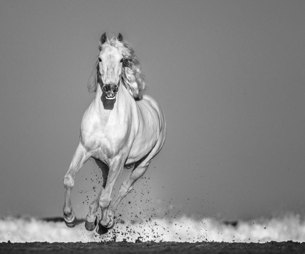 David Yarrow, Pegassus