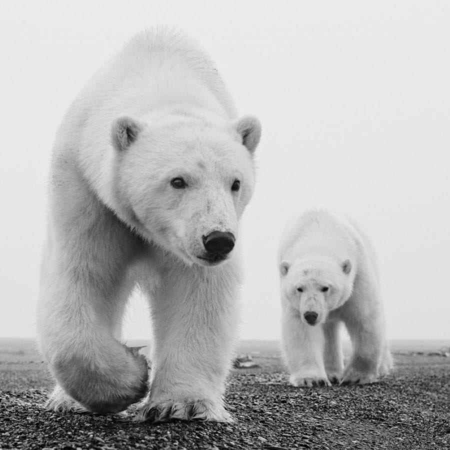 Kaktovik, Alaska, USA Holden Luntz Gallery