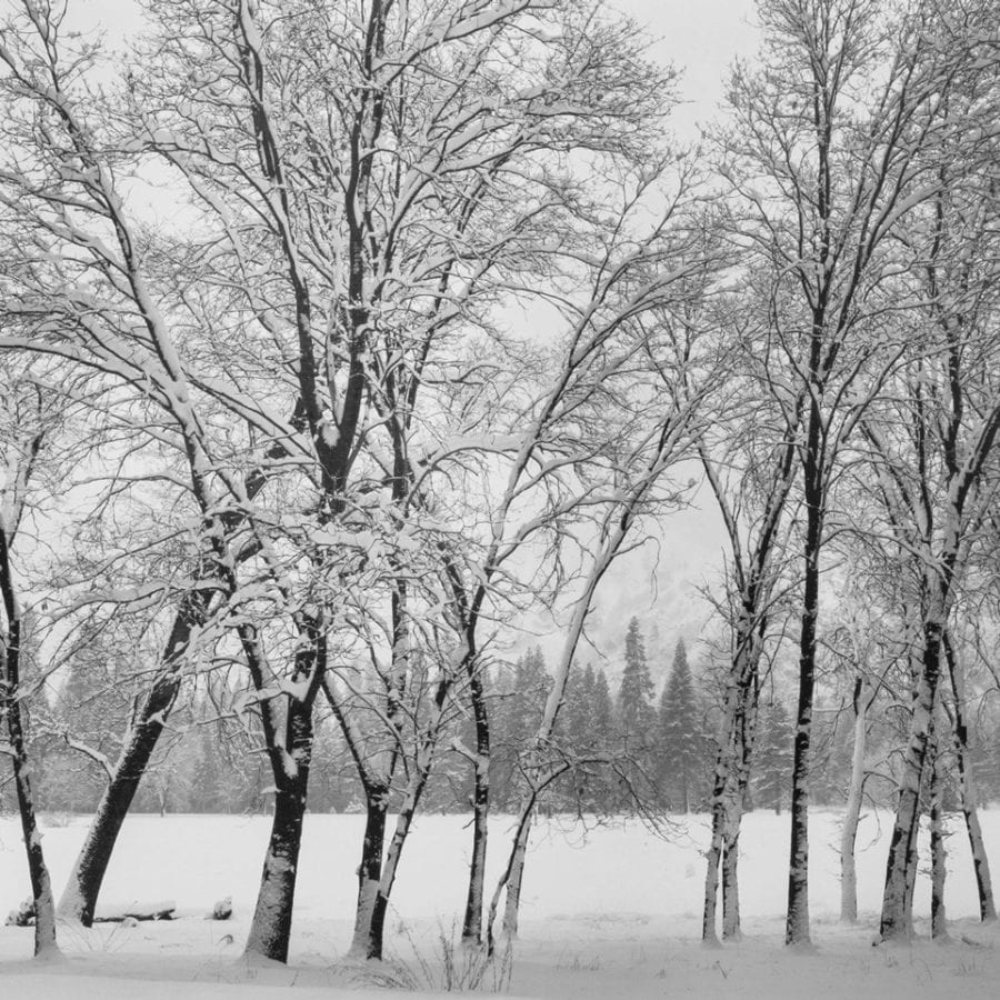 Oak Tree, Winter, Yosemite Valley - Holden Luntz Gallery