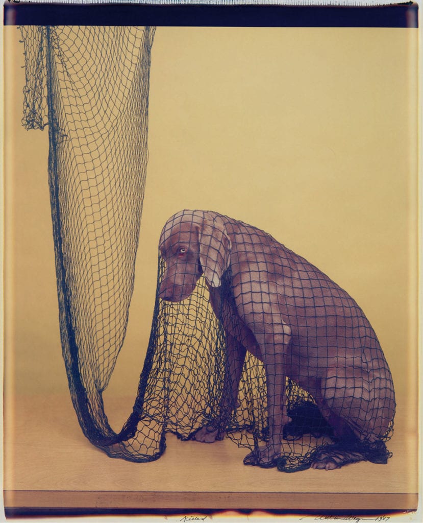 William Wegman, Netted, 1987